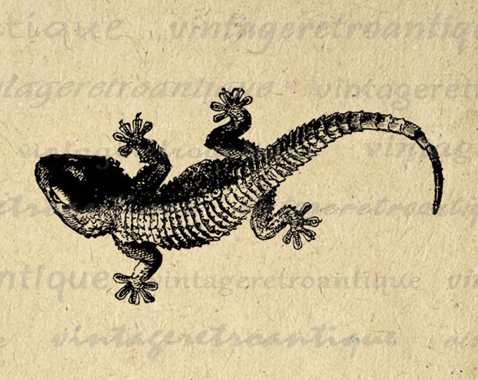 Printable Graphic Gecko Lizard Download Image Digital Illustration Jpg Png Eps HQ 300dpi No.2736