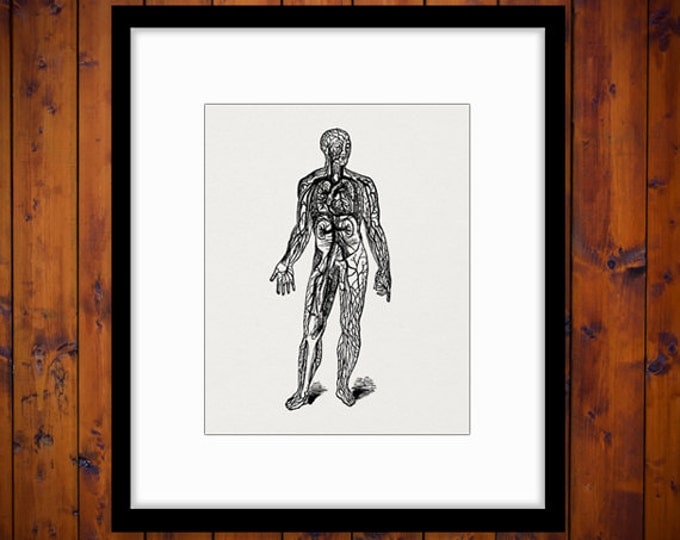 Digital Printable Medical Diagram Download Man Graphic Anatomy Image HQ 300dpi No.119