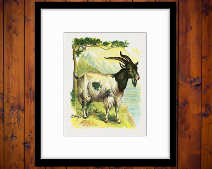 Digital Printable Classic Goat Image Color Illustration Graphic Download HQ 300dpi No.2040