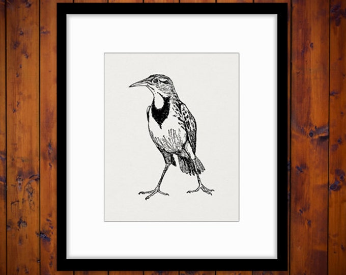 Printable Antique Bird Digital Download Animal Image Graphic Jpg Png Eps HQ 300dpi No.256