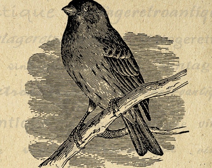 Purple Finch Bird Graphic Image Printable Antique Bird Artwork Digital Download Vintage Clip Art Jpg Png Eps HQ 300dpi No.3927