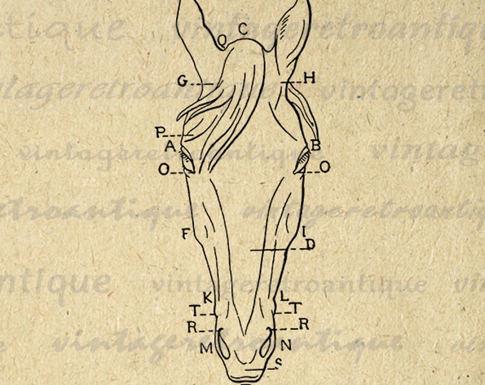 Horse Head Diagram Printable Graphic Image Digital Download Vintage Clip Art Jpg Png Eps HQ 300dpi No.1891