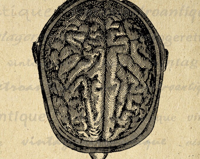 Digital Image Brain Printable Medical Download Anatomy Graphic Antique Clip Art Jpg Png Eps HQ 300dpi No.109