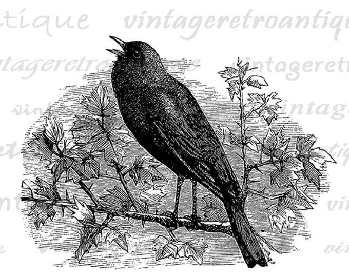 Printable Image Little Bird Graphic Digital Download Artwork Vintage Clip Art Jpg Png Eps HQ 300dpi No.2299