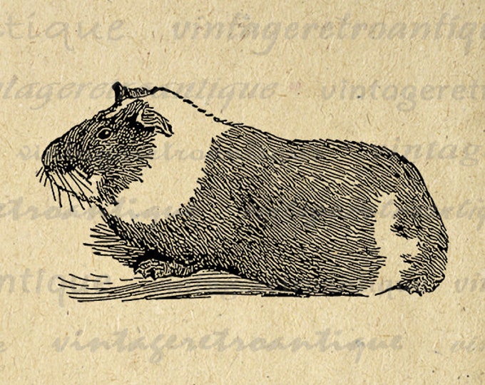 Printable Image Guinea Pig Graphic Illustration Digital Download Antique Clip Art Jpg Png Eps 18x18 HQ 300dpi No.3129