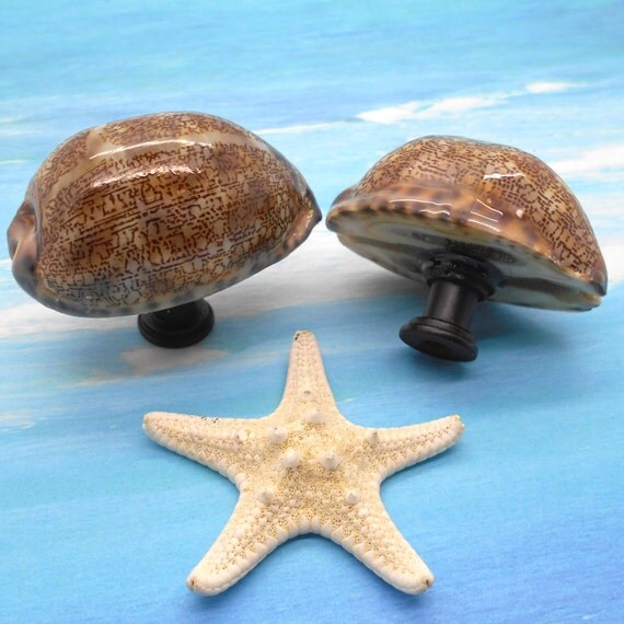 Knobs Shell Knobs Sea Shell Knobs by KnuckleheadKnobs