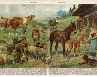 Farm animals dog horse sheep pig Antique Chromolithograph Print Authentic print decorative art German Encyclopedia natural history fold out