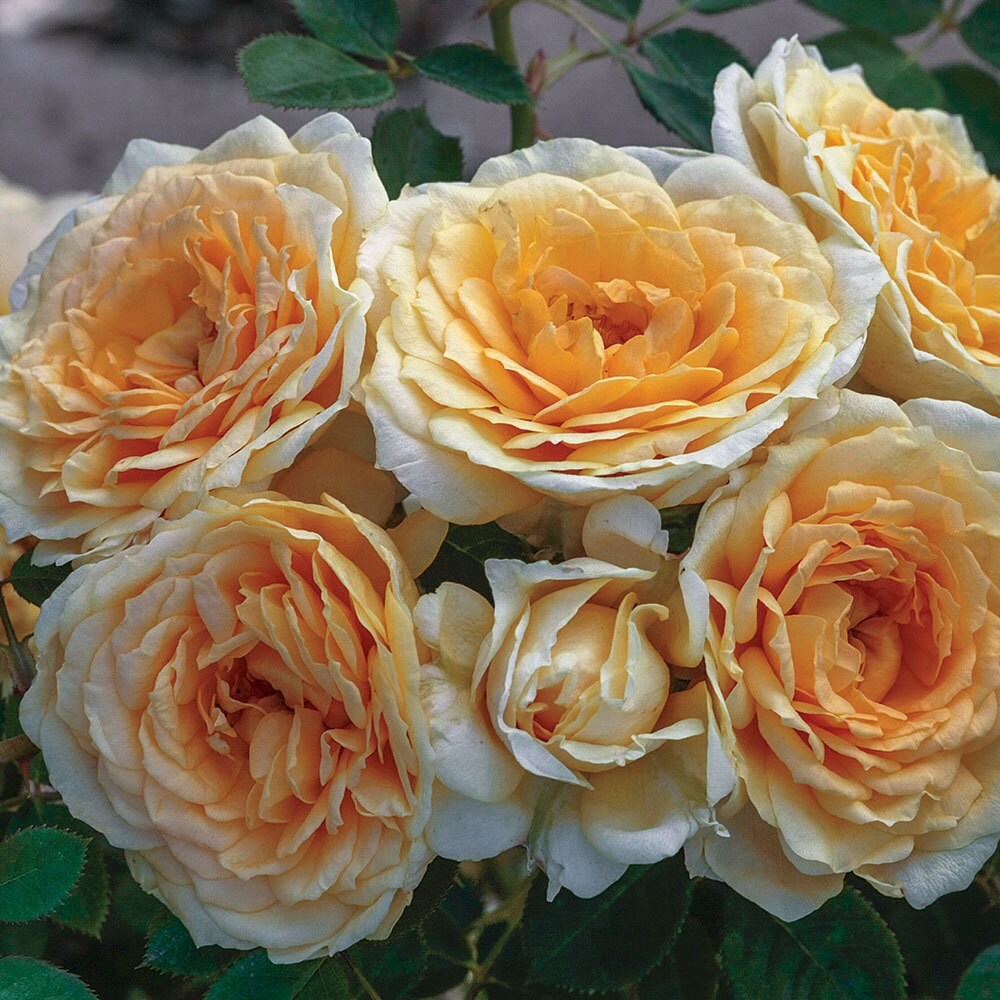 Ediths Darling ® Rose Bush A Downton Abbey ® Rose