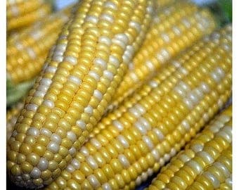 VCOS)~PEACHES & CREAM Sweet Corn~Seed!!~~~~~The Best!
