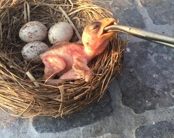 baby bird sparrow
