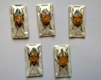 Wholesale 5 x Catacanthus Incarnatus- Taxidermy - Unmounted - Ready To Rehydrate - Artwork