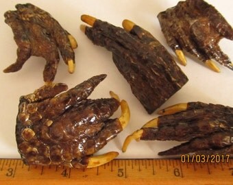 Alligator Claw Specimen Taxidermy Charm