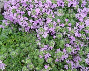 Creeping Thyme Seeds, Ground Cover Seeds