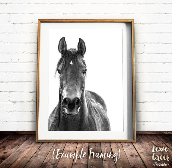 Black and White Horse Print Horse Photo Horse Poster Equine