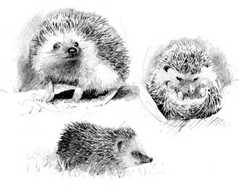 Hedgehog drawings | Etsy