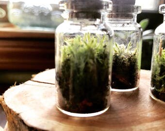 Earth in a bottle- Mini earth, live green moss terrarium