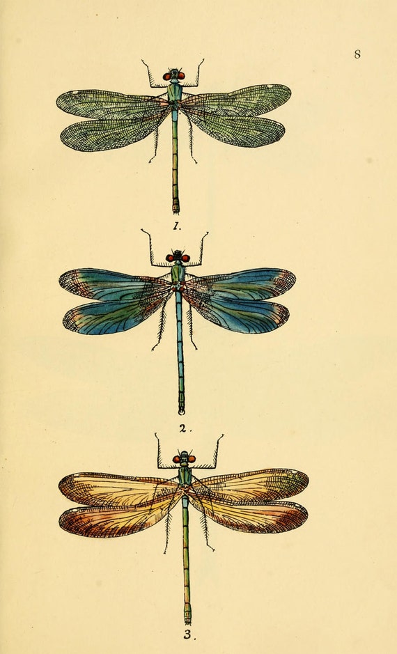 vintage dragonfly art print an antique scientific