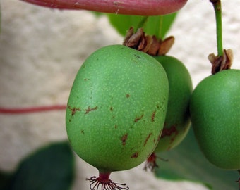 Hardy Kiwi Vine, 2-3' Tall Live Plant - Actinidia arguta 'Ananasnaya' - Easy to grow and highly productive, sweet and fuzz-less variety.