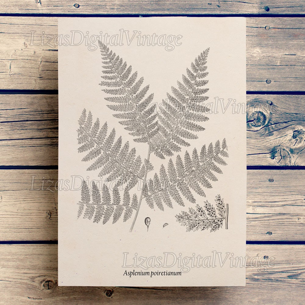 Botanical chart Large botanical prints Printable botanical
