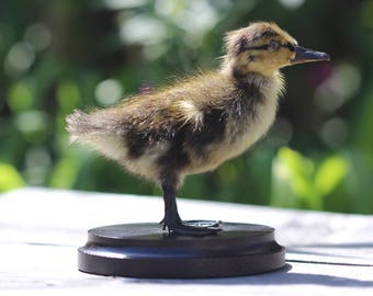 Real taxidermy duckling