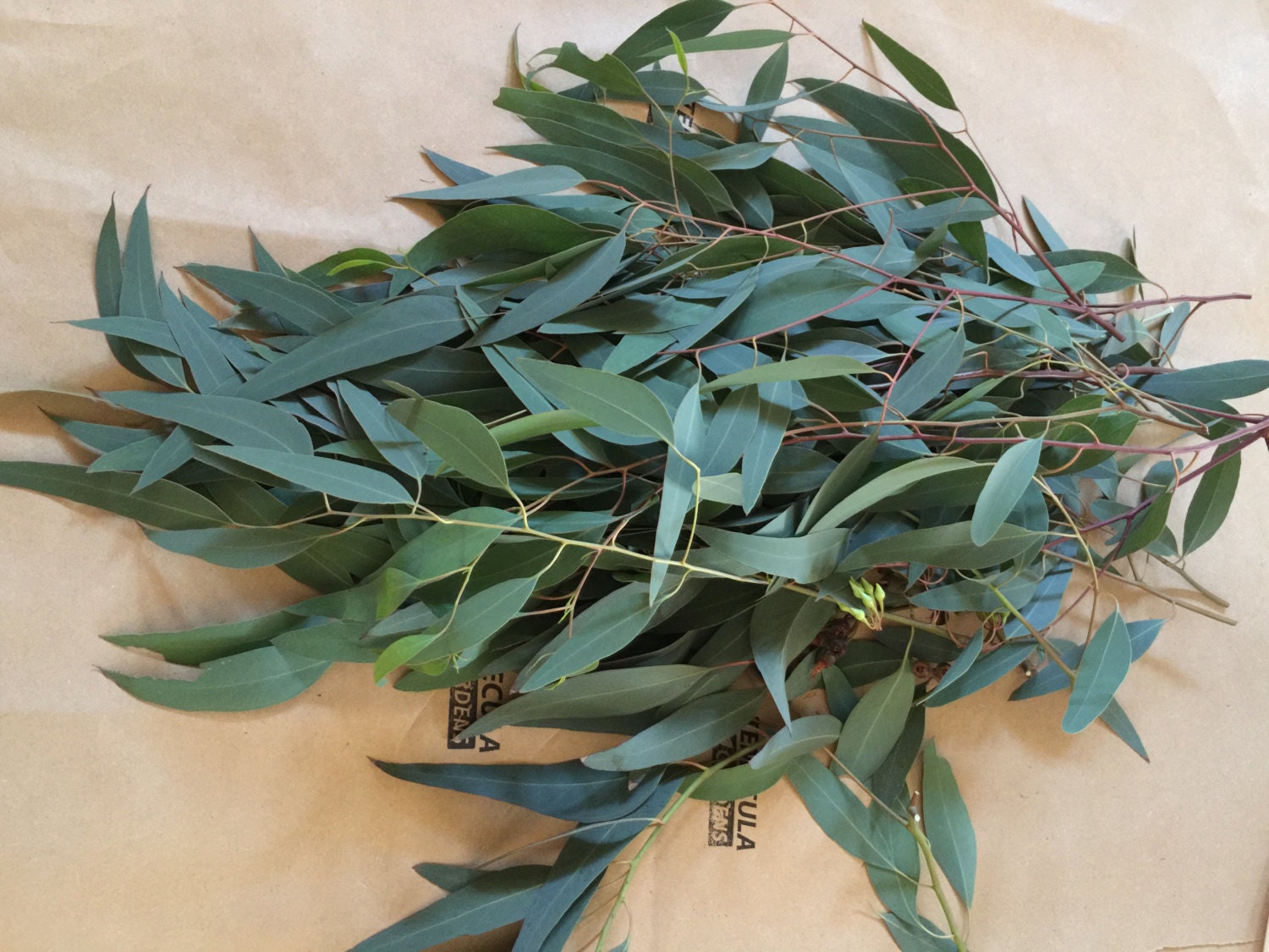 Discover Fresh Eucalyptus: Find A Retailer Near You