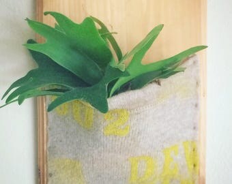 Staghorn fern in wool pocket