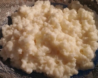 Milk Kefir Grains 2Tlbs