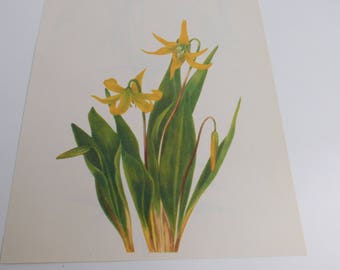 Vintage Botanical Print