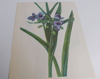 Vintage Botanical Print - Spiderwort & Golden Club 8x10