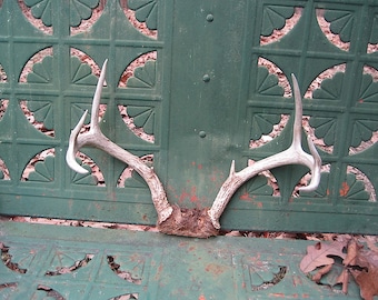 7 Point White Tail Deer Antlers