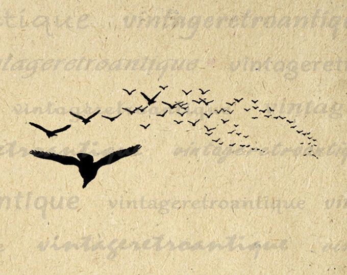 Birds in Flight Image Graphic Digital Flying Bird Printable Antique Download Vintage Clip Art Jpg Png Eps HQ 300dpi No.141