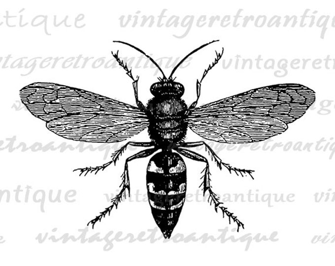 Printable Digital Wasp Bee Graphic Illustration Image Download Antique Clip Art Jpg Png Eps HQ 300dpi No.3450