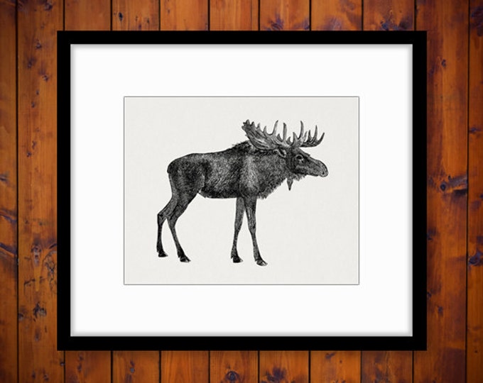 Antique Moose Graphic Printable Digital Download Illustrated Image Vintage Clip Art Jpg Png Eps HQ 300dpi No.2176