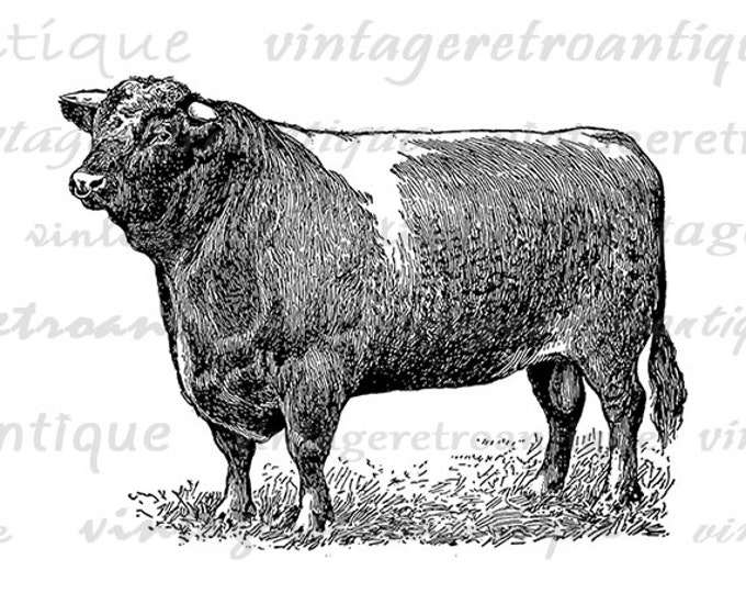 Printable Graphic Shorthorn Bull Download Cow Antique Digital Image Vintage Clip Art Jpg Png Eps HQ 300dpi No.3539