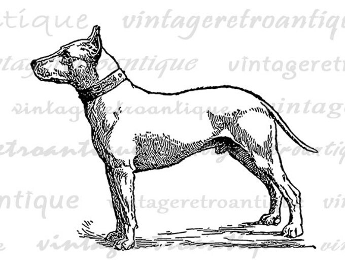 Printable Graphic Bull Terrier Dog Digital Illustration Image Download Antique Clip Art Jpg Png Eps HQ 300dpi No.3149