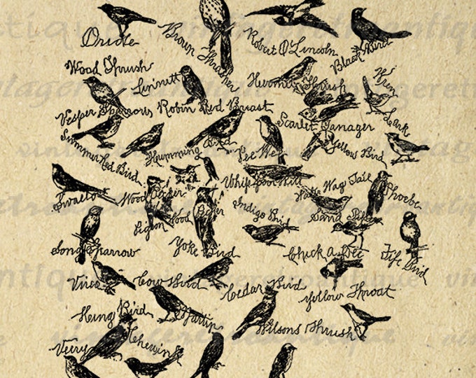 Songbirds Printable Graphic Digital Song Bird with Names Download Image Vintage Clip Art Jpg Png Eps HQ 300dpi No.1003