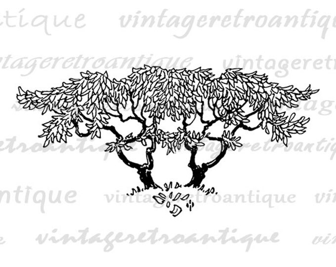 Vintage Tree Image Graphic Download Illustration Digital Printable Antique Clip Art Jpg Png Eps HQ 300dpi No.3860