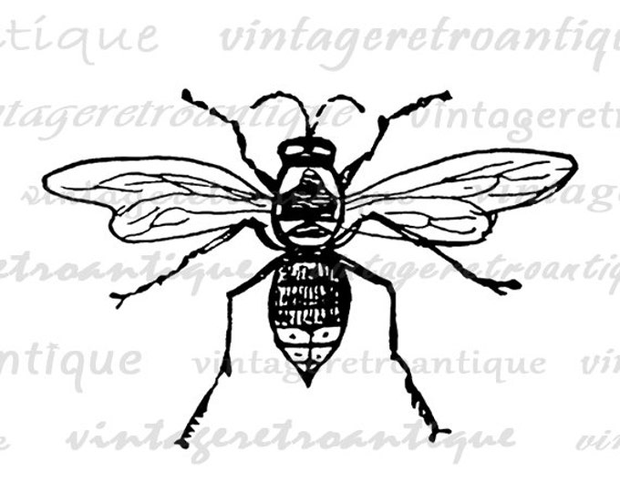 Digital Printable Bee Graphic Insect Download Illustration Image Vintage Clip Art Jpg Png Eps HQ 300dpi No.3526