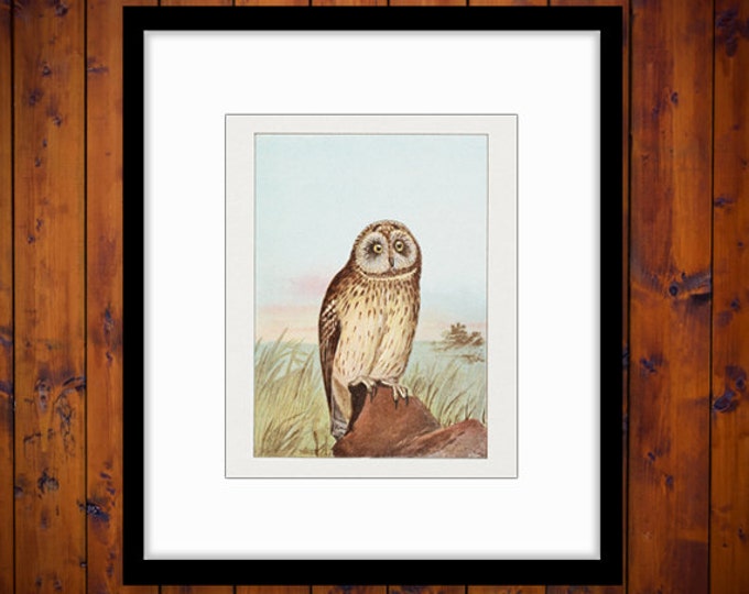 Printable Color Owl Illustration Graphic Digital Bird Image Download Antique Clip Art HQ 300dpi No.876