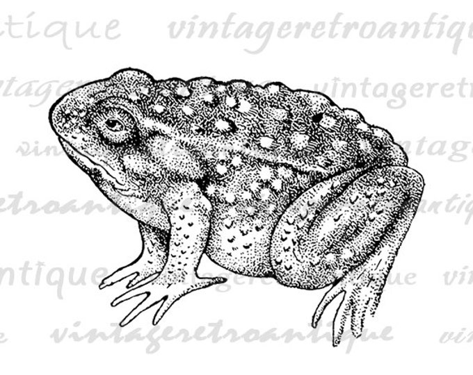 Frog Printable Graphic Digital Antique Image Download Vintage Clip Art Jpg Png Eps HQ 300dpi No.687