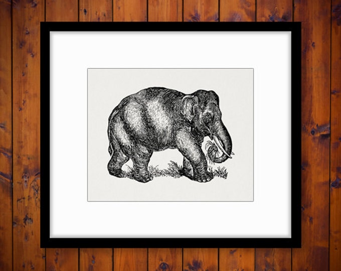 Digital Graphic Antique Elephant llustration Image Download Printable Vintage Clip Art Jpg Png Eps HQ 300dpi No.3875