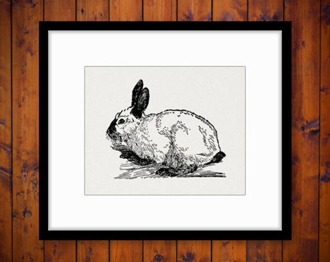 Digital Himalayan Rabbit Image Download Bunny Graphic Illustration Printable Vintage Clip Art Jpg Png Eps HQ 300dpi No.3063