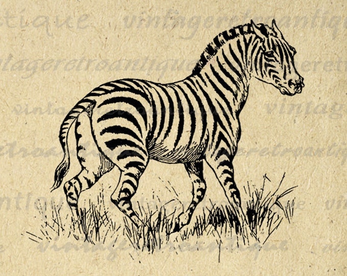 Printable Zebra Graphic Download Image Digital Jpg Png Eps HQ 300dpi No.662