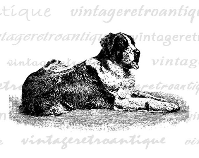 Digital Graphic Saint Bernard Dog Printable Illustration Image Download Vintage Clip Art Jpg Png Eps HQ 300dpi No.3121