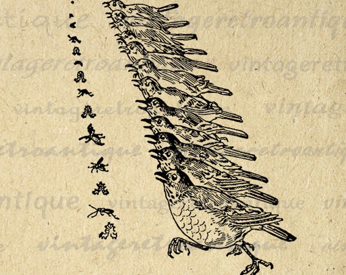 Digital Image Birds Chasing Bugs Graphic Bird Printable Illustration Download Vintage Clip Art Jpg Png Eps HQ 300dpi No.3002