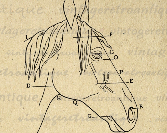 Printable Image Horse Head Diagram Graphic Digital Download Artwork Vintage Clip Art Jpg Png Eps HQ 300dpi No.1954