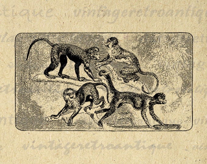 Monkeys Graphic Printable Download Image Digital Vintage Clip Art Jpg Png Eps HQ 300dpi No.725