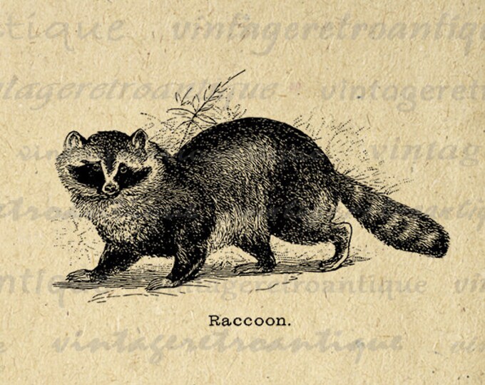 Printable Raccoon Graphic Digital Antique Illustration Download Image Vintage Clip Art Jpg Png Eps HQ 300dpi No.643