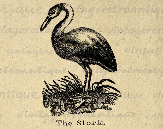 Printable Antique Stork Illustration Graphic Download Bird Digital Image Vintage Clip Art Jpg Png Eps HQ 300dpi No.932