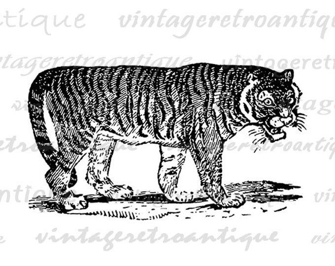 Printable Graphic Tiger Image Download Antique Tiger Illustration Digital Vintage Clip Art Jpg Png Eps HQ 300dpi No.3897